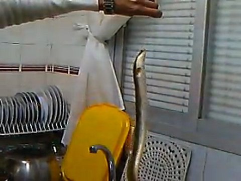 anguila-yilan baligi