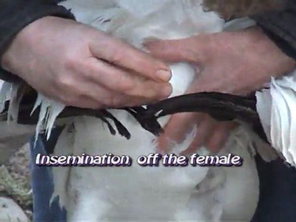 artificial insemination off the Siberian Crane by Harry Geurts c2012 Belgium