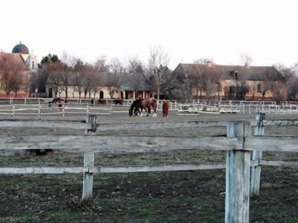 Horses - Free HD stock footage
