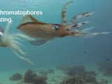 Critter_Hunt_Caribbeen_Reef_Squid Tag