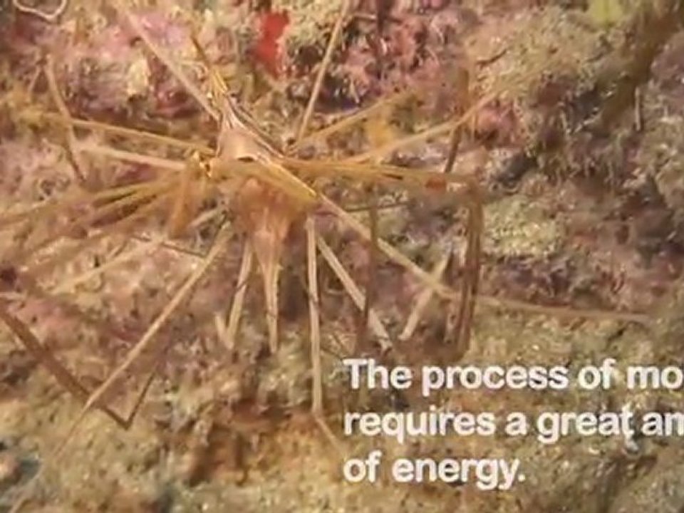 New & Hot, Critter Hunt — Molting Crabs