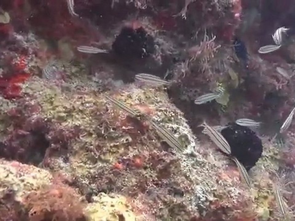 Ocean Planet – Greenpeace on Tortuga reefs