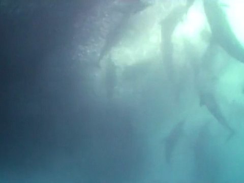 Sardine Run - Rolex Scholar