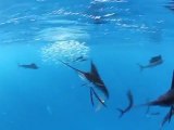 Scuba Diving October Swordfish