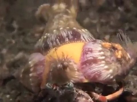 Critter Hunt Porcelain Crab