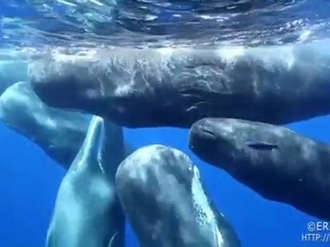 June 2010 What It's Like: Sperm Whale