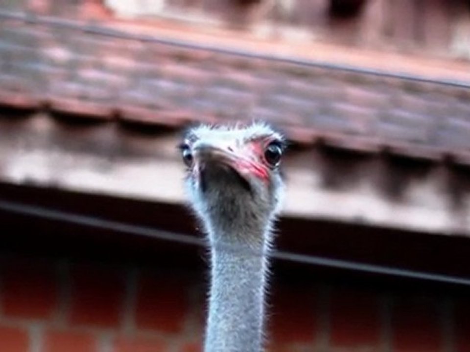 Ostrich - Free HD stock footage