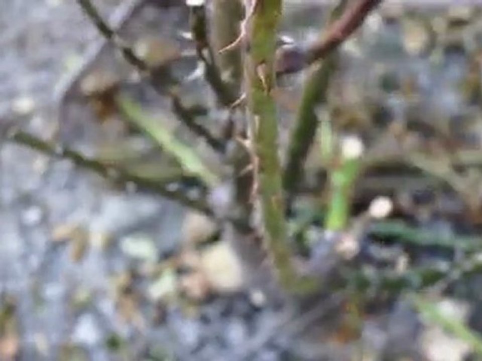 Thorns - Free HD stock footage