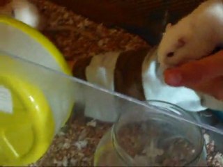 Apprivoisement de mes gerbilles