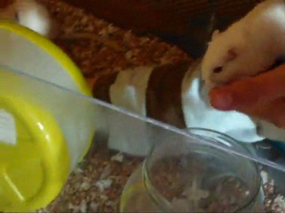 Apprivoisement de mes gerbilles