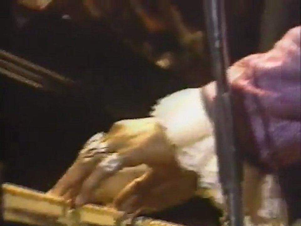 Screamin' Jay Hawkins - Good Night Sweethear (Tokyo, 1990)