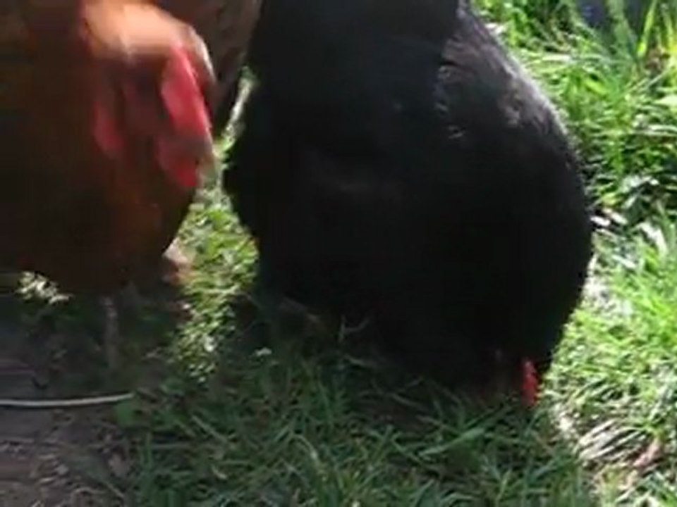 Mes plumettes au soleil