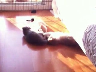 Les chatons le 24 mars 2012, la grande liberté !