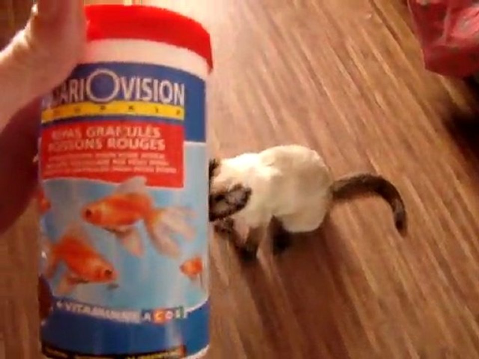 Dresser un chat avec une boîte de nourriture à poisson.