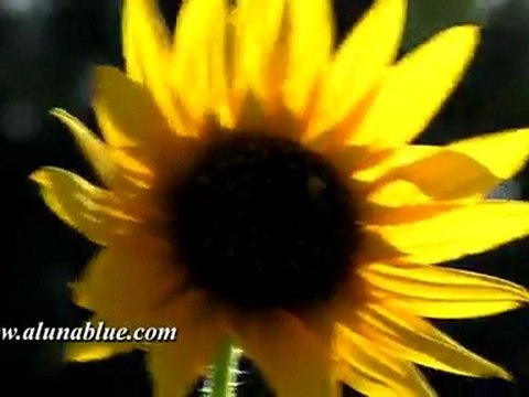 HD Stock Video - Blooms 03 clip 03 - Nature Video Backgrounds