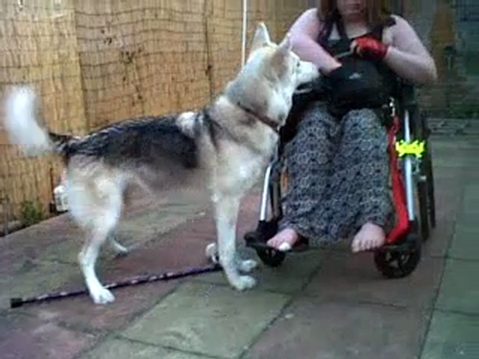 Cane retrieval