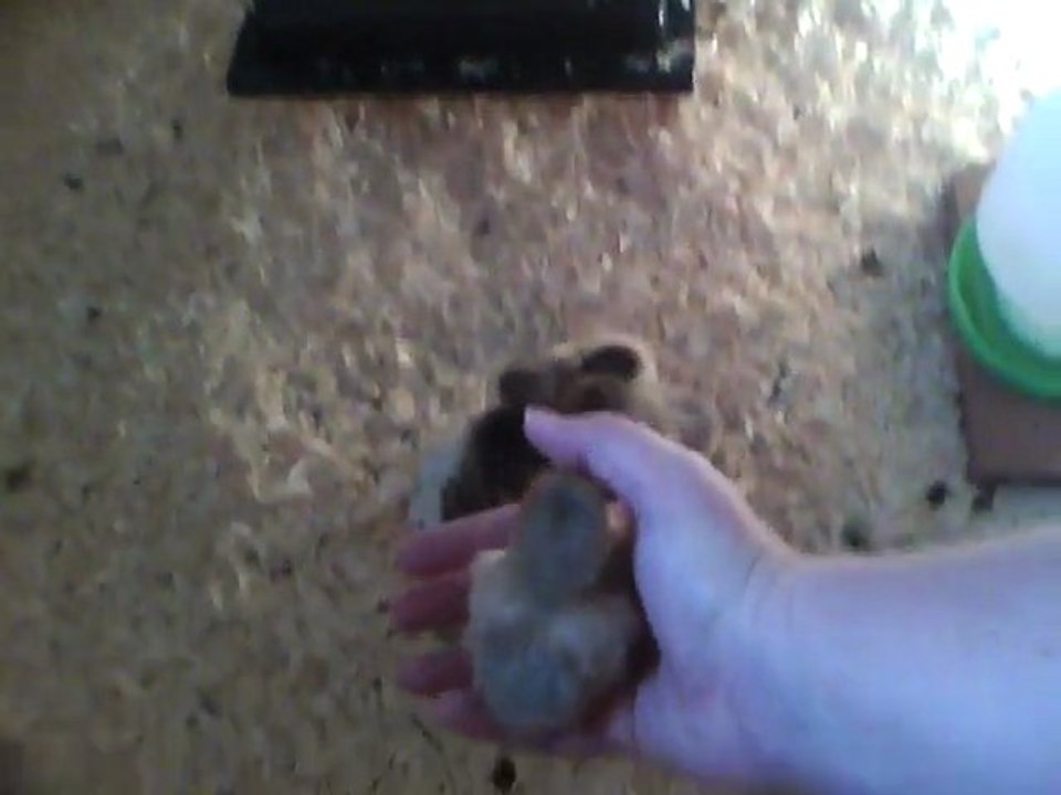 Chicks