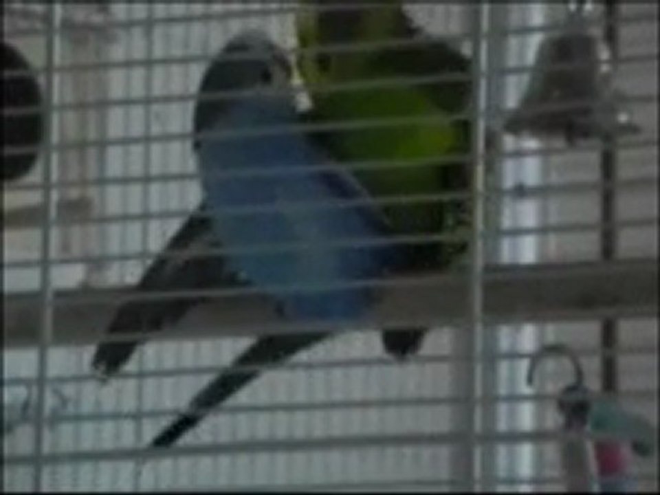 Sexy Birds