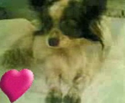 Athos musicol cuori 23909