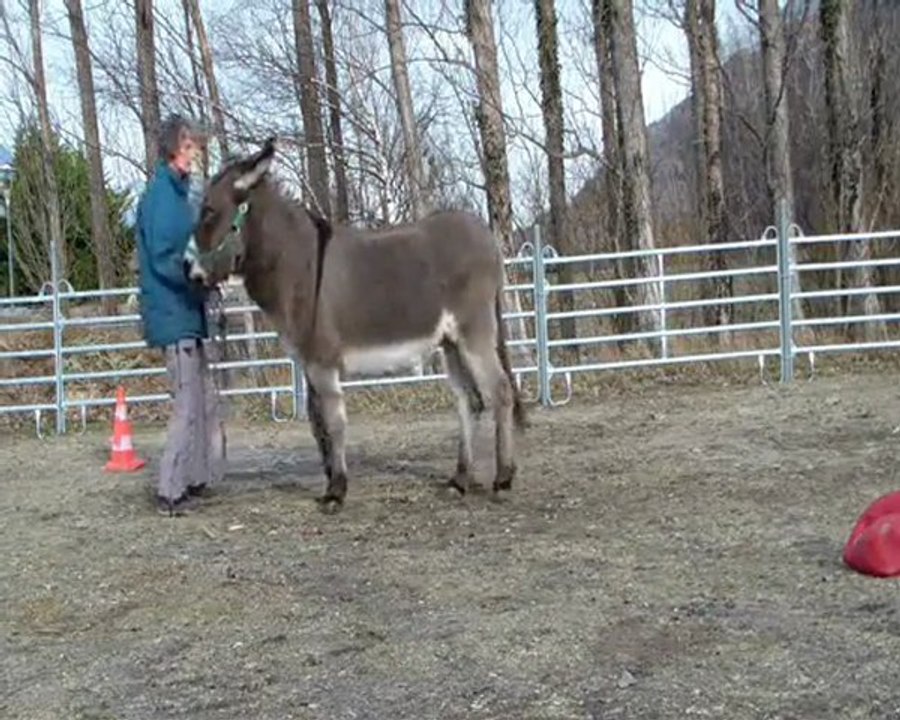 Mes ânes,  les déplacements. Pipo.