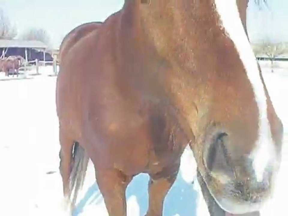 Jambette dans la neige