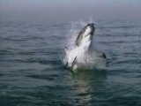 Attaque de requin