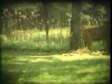 Wien, Safari park, Super 8mm film - Free HD stock footage