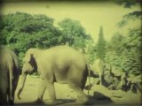 Wien, Safari park 2, Super 8mm film - Free HD stock footage