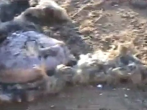 فري برس حتى البهائم لم تسلم من مجازرهم سقوط قذيفة دبابة على مزرعة للحيوانات في قلعة المضيق 23 3 2012