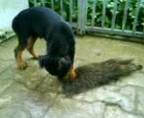 chiot jagdterrier et peau de sanglier