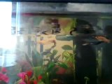 Alevins Guppys Platys Et Molly Black