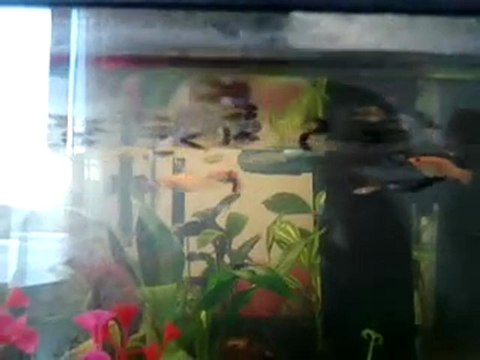 Alevins Guppys Platys Et Molly Black