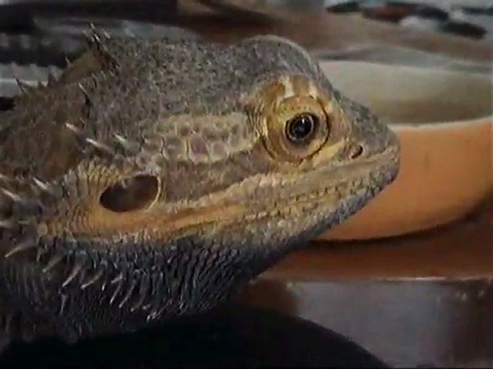 Repas Pogona vitticeps