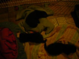 Petits de Kaïna 7 semaines