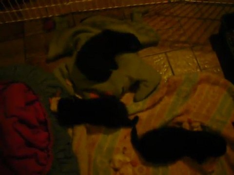 Petits de Kaïna 7 semaines