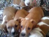 Chiots amstaff 2 mois