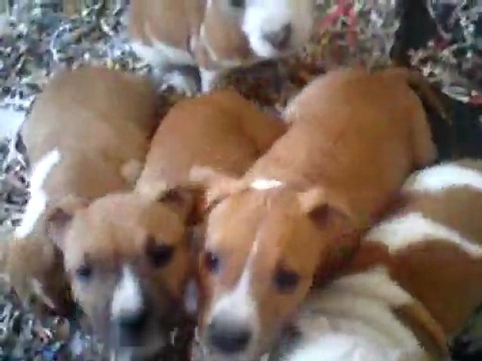 Chiots amstaff 2 mois