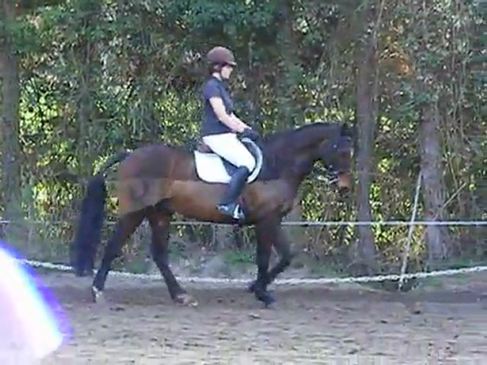 Concours Universitaire - Dressage - 25/03 - Iasmin