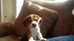 Un chiot beagle apprend à hurler