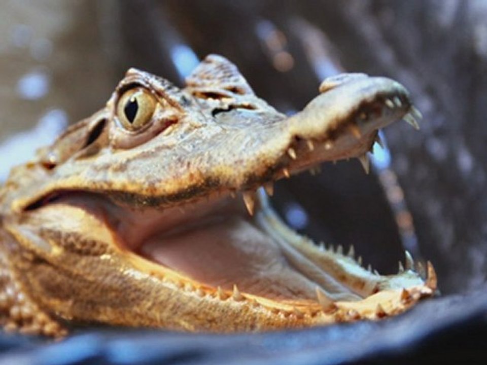 Caiman (Crocodile) photo shoot.