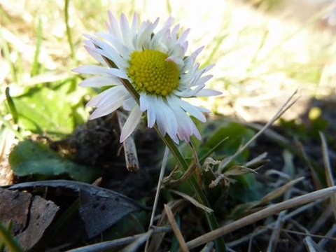 stokrotki dla przyjaciół ...