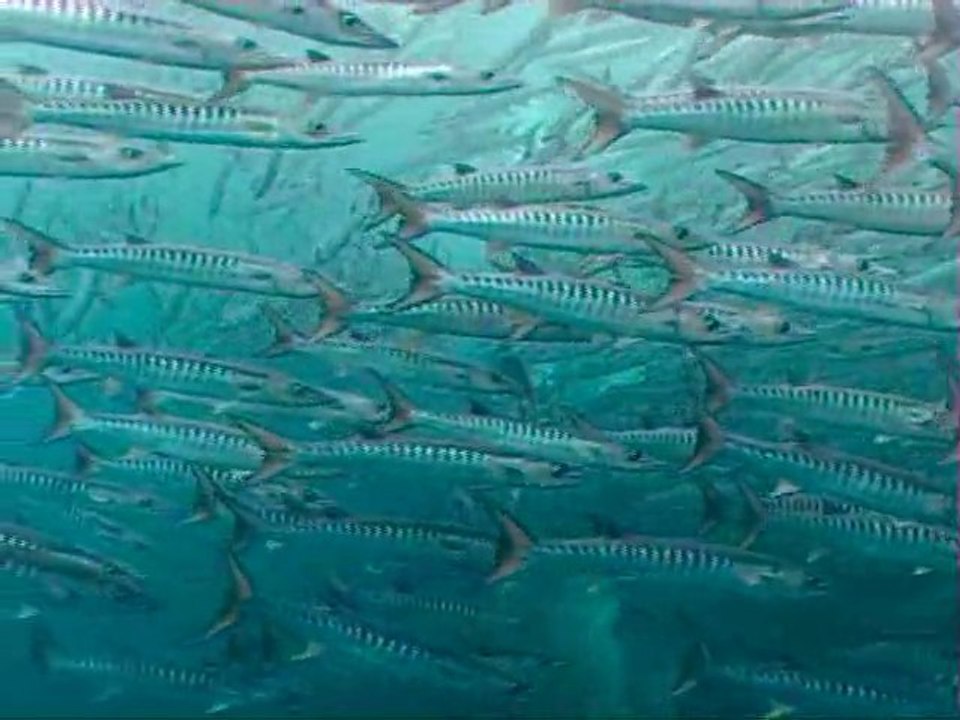 Diving Sipadan Malaysia 2011