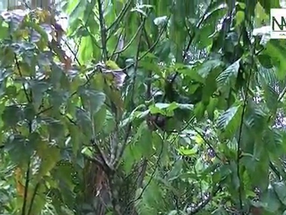 nature-amazonie-production-huiles_web 2