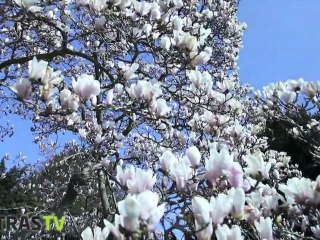 Le printemps arrive à Strasbourg