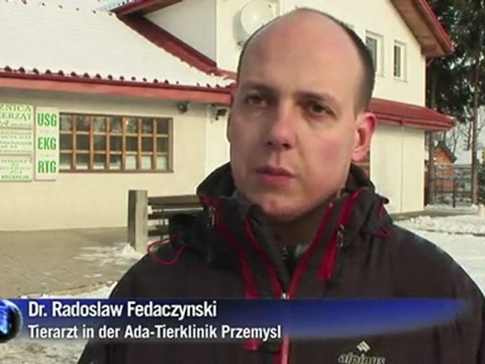 Kampf um letzte wilde luchse in polen