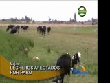 Arequipa Productores no acopiaran mas leche hasta resolverse protesta de mineros