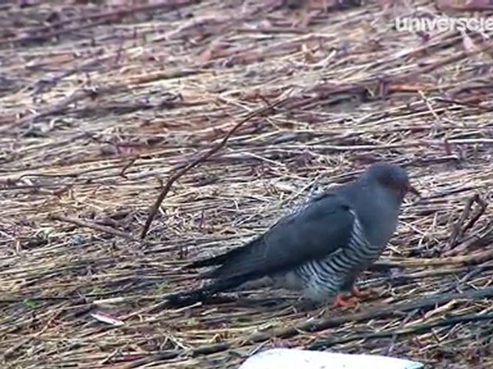 Missions Printemps 4/12 : Les premiers chants du coucou