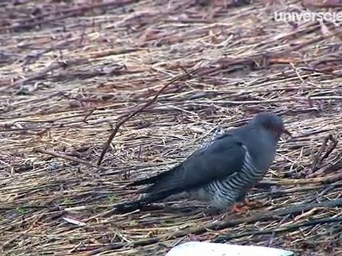 Missions Printemps 4/12 : Les premiers chants du coucou