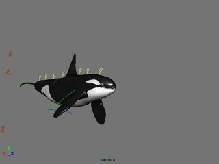 Orca Animation (Swim)