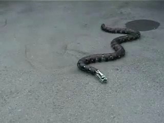 Robot yılan www.kumanda.org